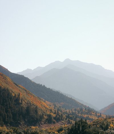 mountains with flowers blooming